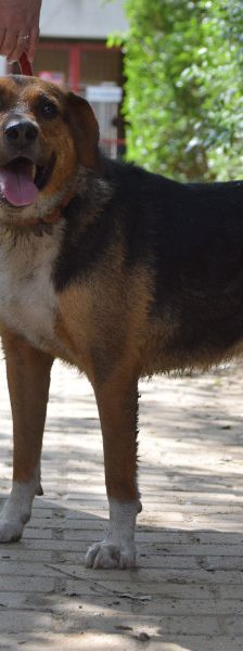 donut – Hund, Männchen, 4 Jahre, Ungarn – Foto 8