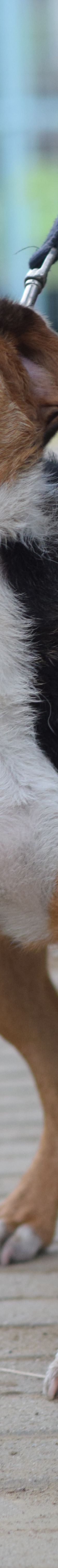 donut – Hund, Männchen, 4 Jahre, Ungarn – Foto 9
