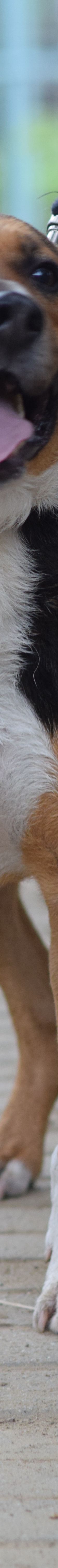 donut – Hund, Männchen, 4 Jahre, Ungarn – Foto 10