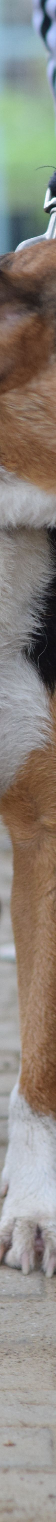 donut – Hund, Männchen, 4 Jahre, Ungarn – Foto 11