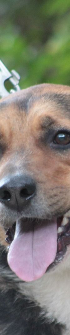 donut – Hund, Männchen, 4 Jahre, Ungarn – Foto 12