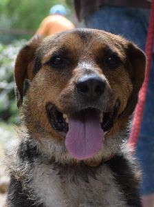 donut – Hund, Männchen, 4 Jahre, Ungarn – Foto 13