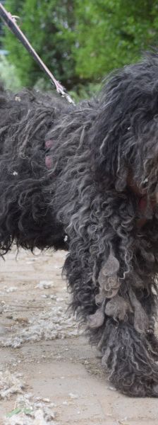 tilda – Mischling, Weibchen, 5 Jahre, Ungarn – Foto 2