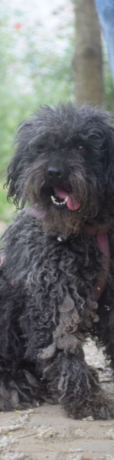 tilda – Mischling, Weibchen, 5 Jahre, Ungarn – Foto 4