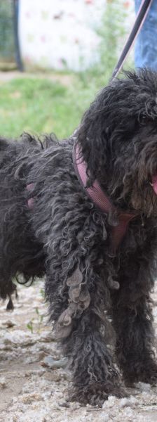 tilda – Mischling, Weibchen, 5 Jahre, Ungarn – Foto 5
