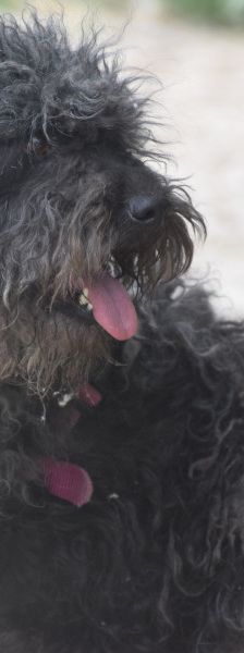 tilda – Mischling, Weibchen, 5 Jahre, Ungarn – Foto 7