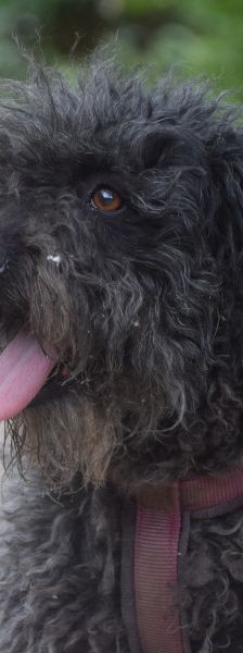 tilda – Mischling, Weibchen, 5 Jahre, Ungarn – Foto 8