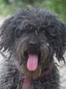 tilda – Mischling, Weibchen, 5 Jahre, Ungarn – Foto 9