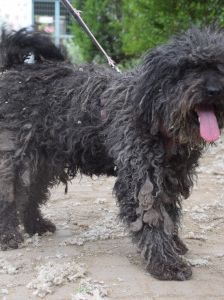 tilda – Mischling, Weibchen, 5 Jahre, Ungarn – Foto 10