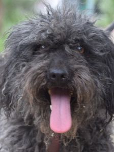 tilda – Mischling, Weibchen, 5 Jahre, Ungarn – Foto 11