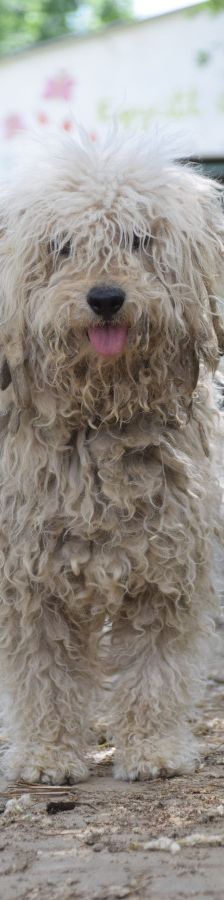 nico – Mischling, Männchen, 1 Jahr, Ungarn – Foto 1