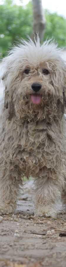 nico – Mischling, Männchen, 1 Jahr, Ungarn – Foto 5