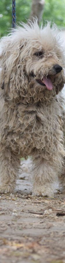 nico – Mischling, Männchen, 1 Jahr, Ungarn – Foto 6