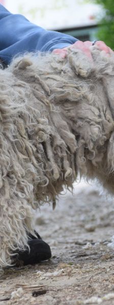 nico – Mischling, Männchen, 1 Jahr, Ungarn – Foto 7