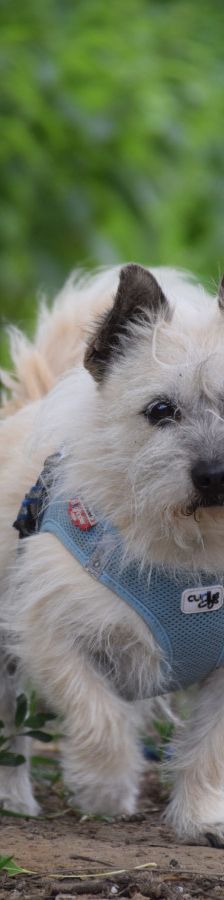 mayla – Mischling, Weibchen, 10 Jahre, Ungarn – Foto 1