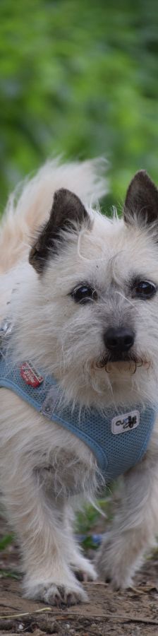 mayla – Mischling, Weibchen, 10 Jahre, Ungarn – Foto 2