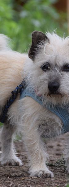 mayla – Mischling, Weibchen, 10 Jahre, Ungarn – Foto 3