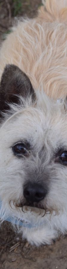 mayla – Mischling, Weibchen, 10 Jahre, Ungarn – Foto 4