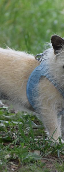 mayla – Mischling, Weibchen, 10 Jahre, Ungarn – Foto 5