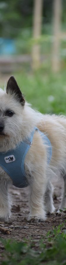 mayla – Mischling, Weibchen, 10 Jahre, Ungarn – Foto 6