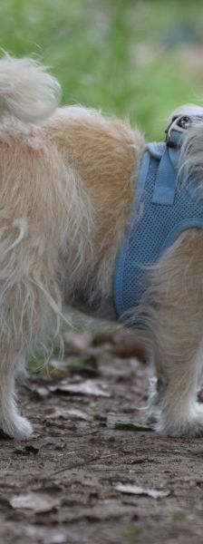 mayla – Mischling, Weibchen, 10 Jahre, Ungarn – Foto 7