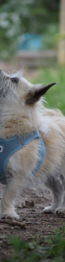 mayla – Mischling, Weibchen, 10 Jahre, Ungarn – Foto 8