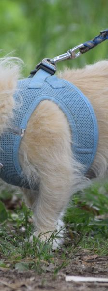 mayla – Mischling, Weibchen, 10 Jahre, Ungarn – Foto 9