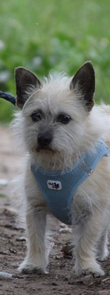 mayla – Mischling, Weibchen, 10 Jahre, Ungarn – Foto 10