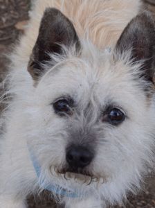 mayla – Mischling, Weibchen, 10 Jahre, Ungarn – Foto 12