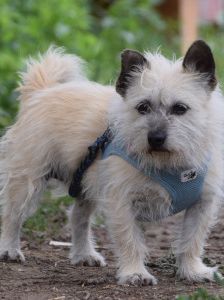 mayla – Mischling, Weibchen, 10 Jahre, Ungarn – Foto 13