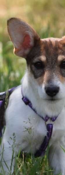 vonny – Hund, Weibchen, 6 Monate, Lohmar – Foto 1