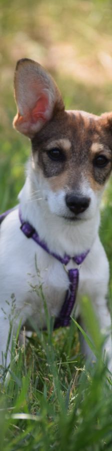 vonny – Hund, Weibchen, 6 Monate, Lohmar – Foto 2