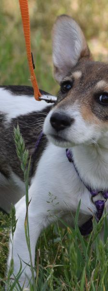 vonny – Hund, Weibchen, 6 Monate, Lohmar – Foto 3