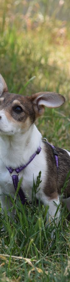 vonny – Hund, Weibchen, 6 Monate, Lohmar – Foto 4