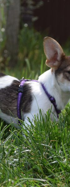 vonny – Hund, Weibchen, 6 Monate, Lohmar – Foto 5