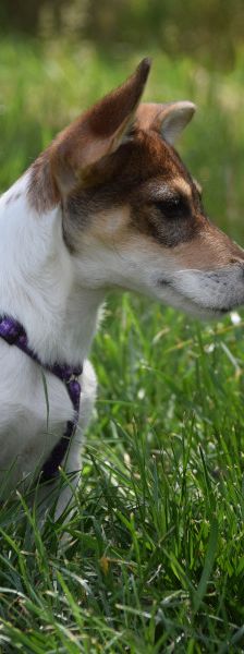 vonny – Hund, Weibchen, 6 Monate, Lohmar – Foto 6