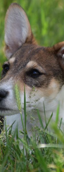 vonny – Hund, Weibchen, 6 Monate, Lohmar – Foto 7