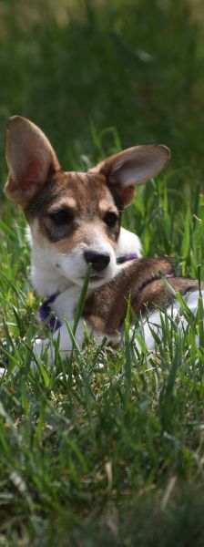 vonny – Hund, Weibchen, 6 Monate, Lohmar – Foto 8