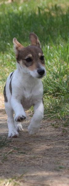 vonny – Hund, Weibchen, 6 Monate, Lohmar – Foto 9
