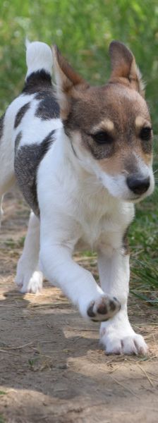 vonny – Hund, Weibchen, 6 Monate, Lohmar – Foto 10