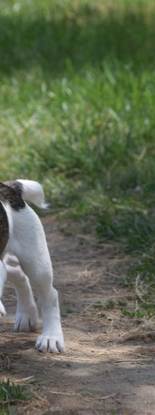 vonny – Hund, Weibchen, 6 Monate, Lohmar – Foto 11