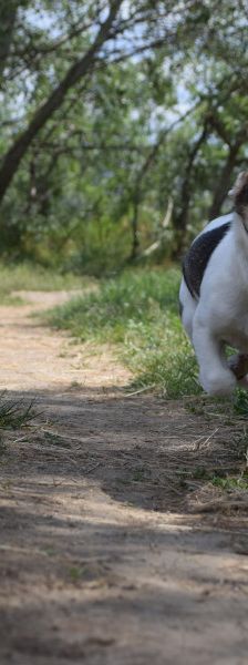 vonny – Hund, Weibchen, 6 Monate, Lohmar – Foto 12