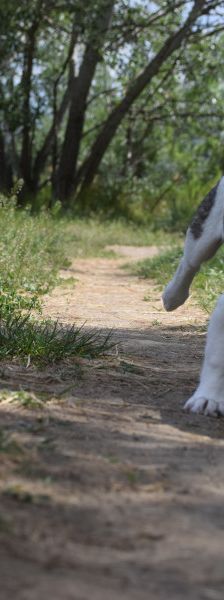 vonny – Hund, Weibchen, 6 Monate, Lohmar – Foto 13