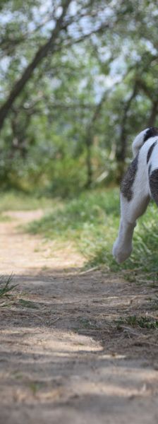 vonny – Hund, Weibchen, 6 Monate, Lohmar – Foto 14