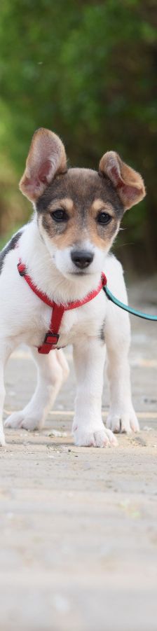 vonny – Hund, Weibchen, 6 Monate, Lohmar – Foto 15
