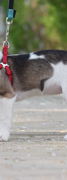 vonny – Hund, Weibchen, 6 Monate, Lohmar – Foto 16