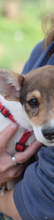 vonny – Hund, Weibchen, 6 Monate, Lohmar – Foto 17