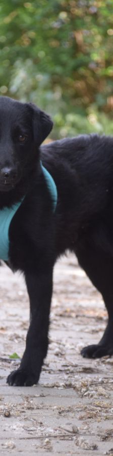 soja – Mischling, Weibchen, 1 Jahr, Ungarn – Foto 2