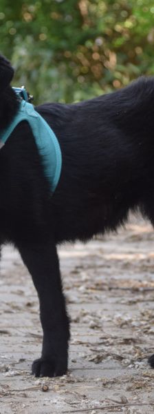 soja – Mischling, Weibchen, 1 Jahr, Ungarn – Foto 3