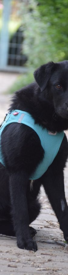 soja – Mischling, Weibchen, 1 Jahr, Ungarn – Foto 4